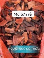 CÂY MÚ TỪN (Dược liệu quý)